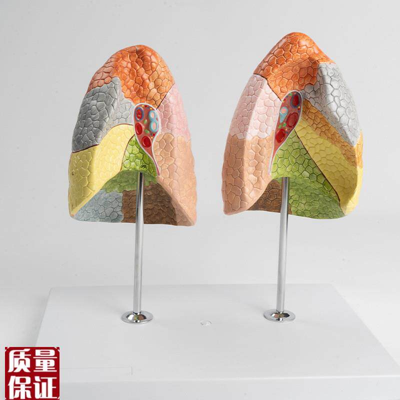 肺段模型肺叶人体肺结构呼吸内脏医用教学生物教V学仪器支气管肺