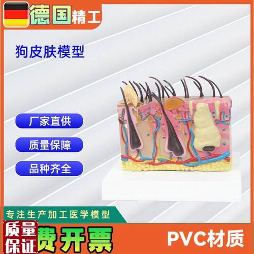 狗皮肤模b型仿真虫咬狗犬皮肤结构解剖模型宠物教学模