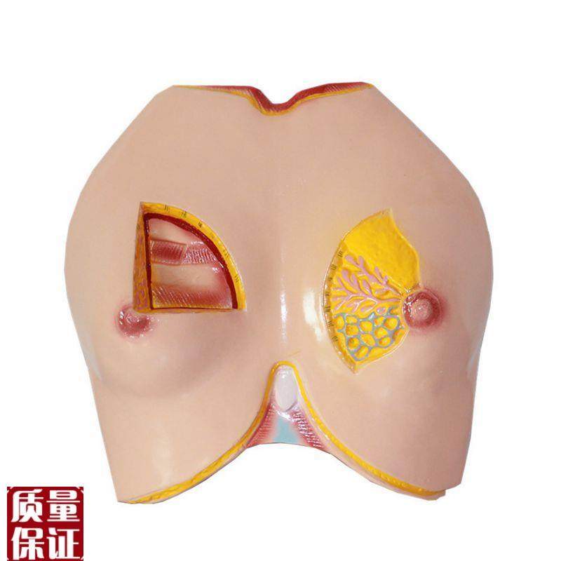 女性胸壁乳房乳i腺淋巴管脂肪妇科生殖医学教具胸腔外科解剖教学