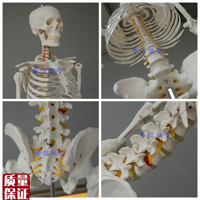 普信包邮高度g逼真美术医用艺用170cm人体大骨骼模型骷髅健身骨