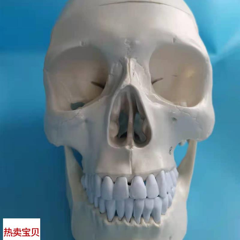 仿真新款名正口腔演示人体头骨模型头颅骨解剖标本U骨骼神经乳白