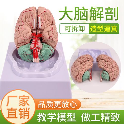 拼装人体解剖模型大脑模型u脑科医学脑血 脑动脉神经科血管颅底