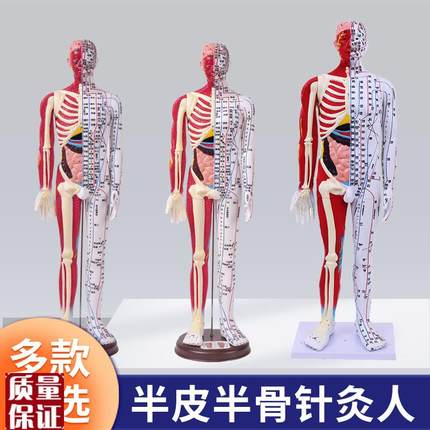 80CM超清晰经络针灸男s人体模型人体骨骼内脏脑针灸穴位模型60厘