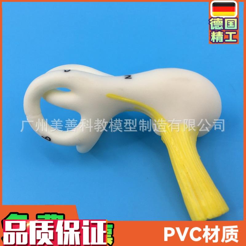 人体耳朵半规管耳蜗半规管解剖模型内耳耳模W型耳迷路模型