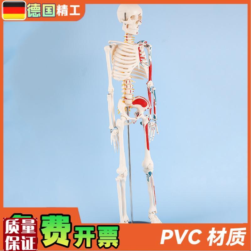 德国】85cm半边肌肉q起止点骨骼人体骨骼模型成人小骷髅教学模