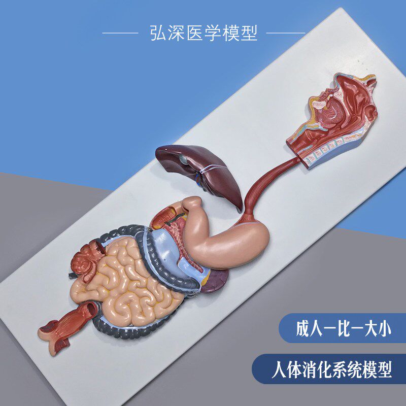 人体消化系统模型胃肠肝r胆囊解剖结构消化内科学教学道具医学模