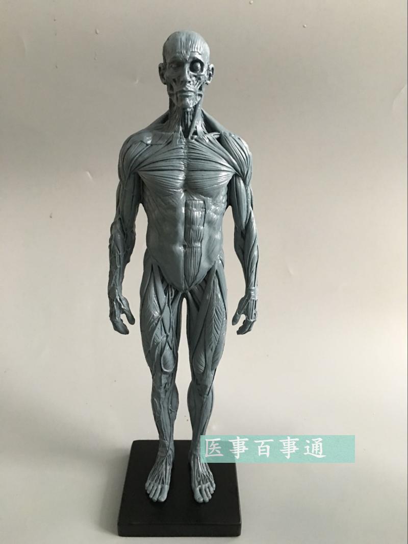 设计绘画CG参考医用 艺用人体肌肉骨骼K解剖结构模型美术灰色肌肉