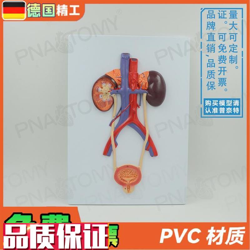 德国】人体泌尿系统膀胱输尿管尿道肾脏解剖模型V生殖泌尿科男科