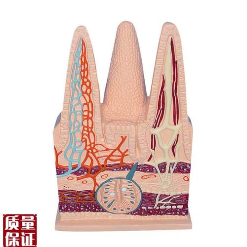 人体肠绒毛模型毛细淋巴血管静脉解剖切面中学生Y物教仪医用医