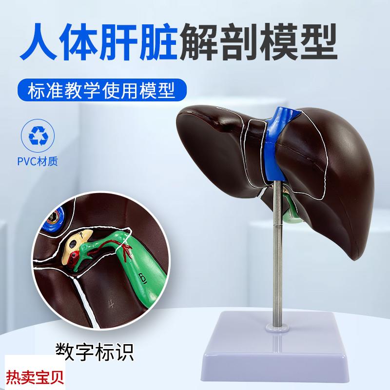 教学仿真带血管肝脏高档PVC解剖结构模型人体P内脏标本放大版肝脏