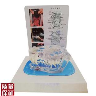 透明狗牙模型犬牙犬科上颌动物骨骼动物L模型宠物兽医教学厂家优