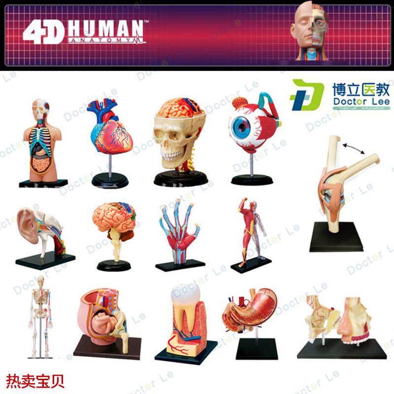 4DMASTER拼装人体模型内脏脑颅骨肌肉手骨N架眼耳牙胃心脏妊娠膝