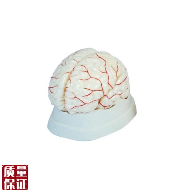 人体脑部动脉解剖模型医学S用教学标本模