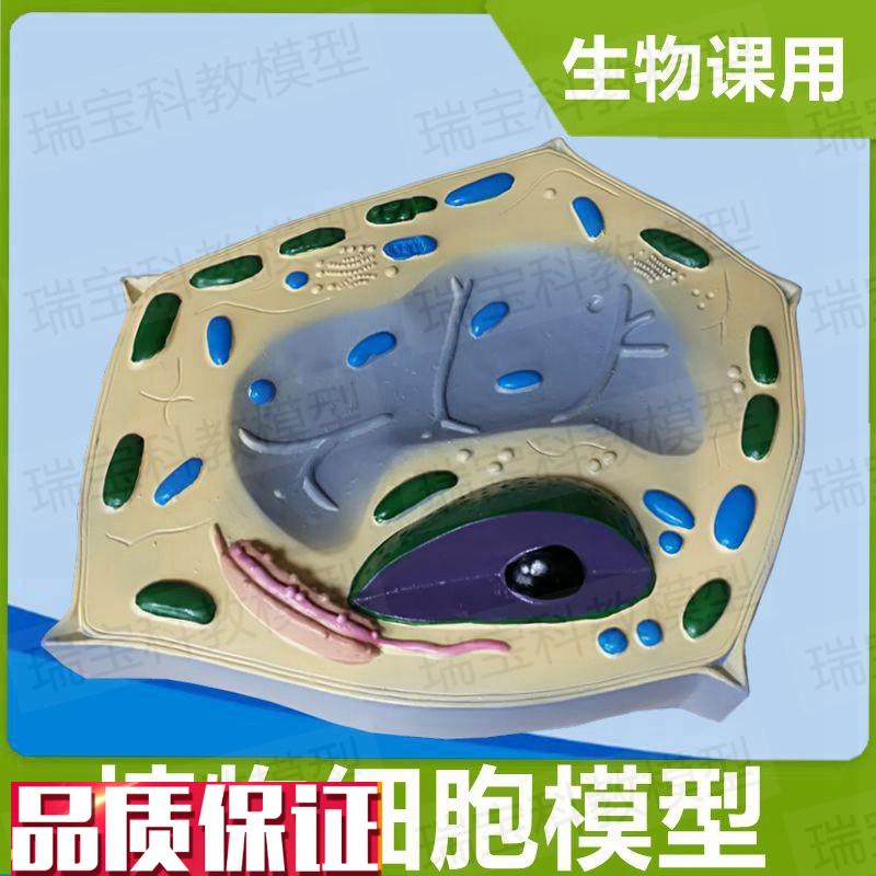 植物细胞模型微细结构叶绿体细胞核初中高中Q实验生物课教具器材