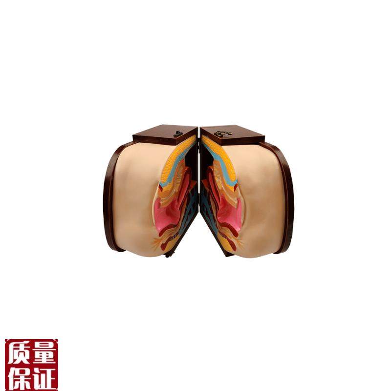 高级女性避孕指导模型女性器官模型计划生育Y模型计生模