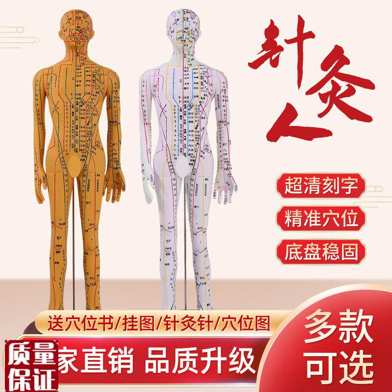 针灸穴位人体模型全身家用中医十二经H络图小皮人硅胶扎针练习铜
