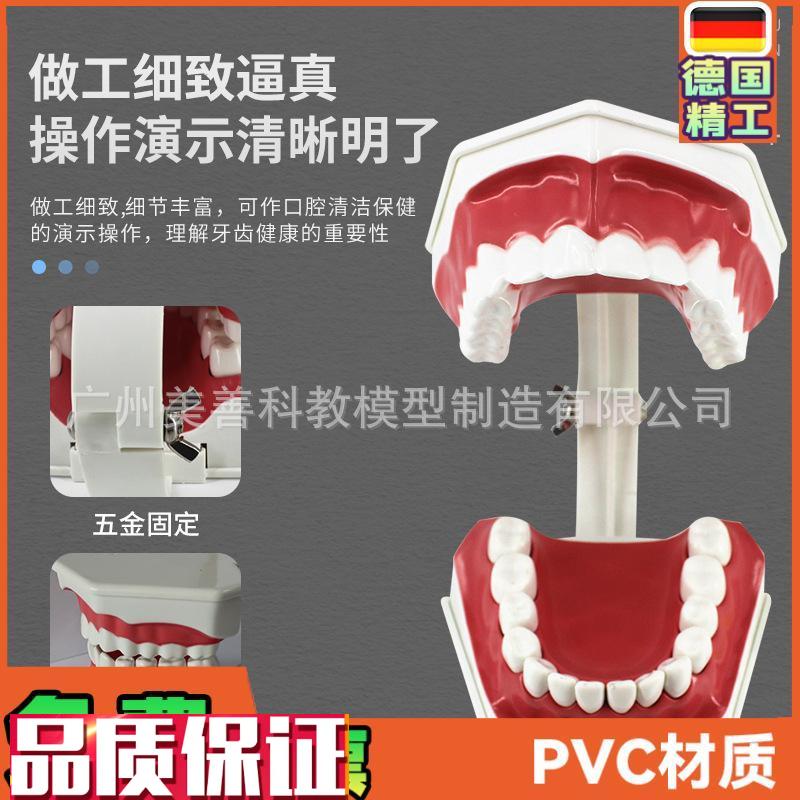 儿童早教刷牙模型两o倍大幼儿口腔教学模型牙齿模型幼儿园教刷牙