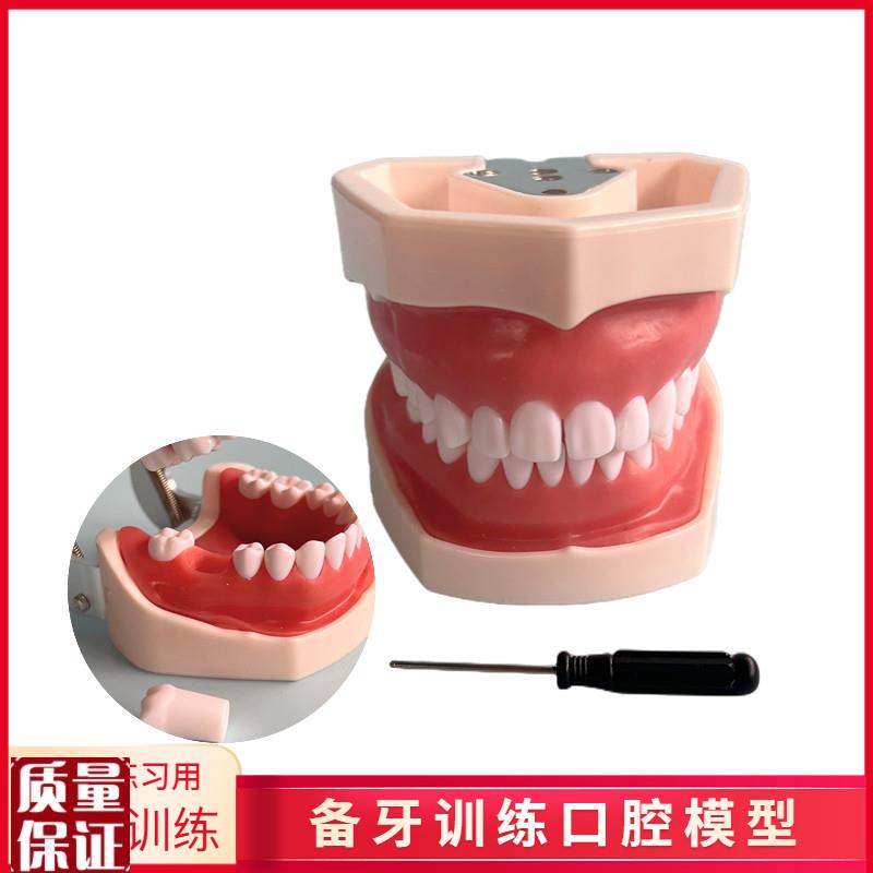 口腔教学牙齿模型仿真树脂离体牙模考试窝沟备牙U练习口腔仿真头