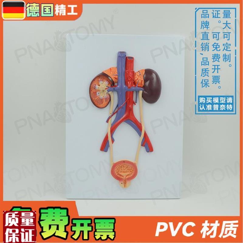 德国】人体泌尿系统膀胱输尿管尿道肾脏解剖S模型生殖泌尿科男