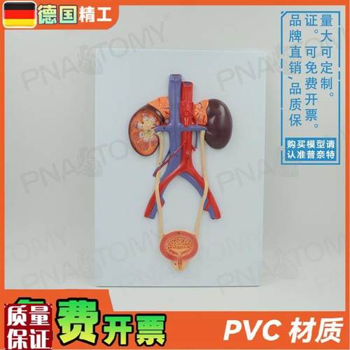 德国】人体泌尿系统膀胱输尿管尿道肾脏解剖S模型生殖泌尿科男