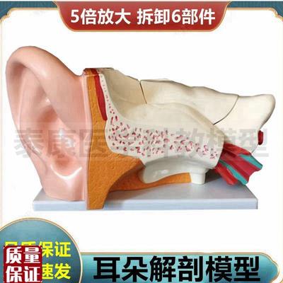 人体耳朵模型内耳m半规管拆卸耳蜗迷路听小骨鼓膜五官神经内科医