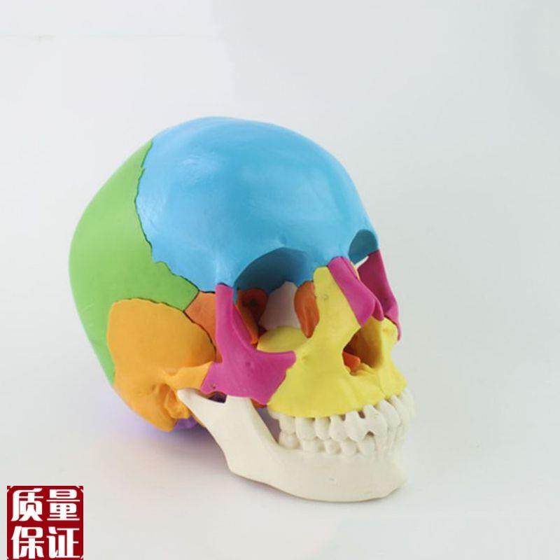 瑞泰模型22块头骨拼装色彩分离口腔牙齿下颌骨V颅骨素描医用教