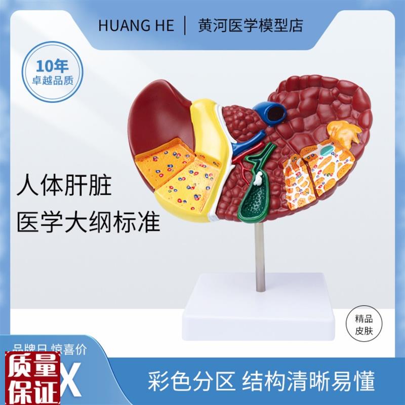 人体器官模型彩色分区肝脏结构B演示模型医院学校用教学内脏摆