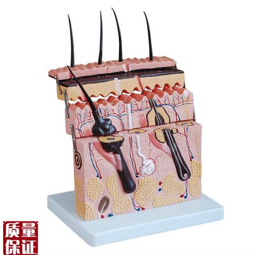 厂家直销立体皮肤模型皮肤切面模型皮M肤结构模型皮肤放大模