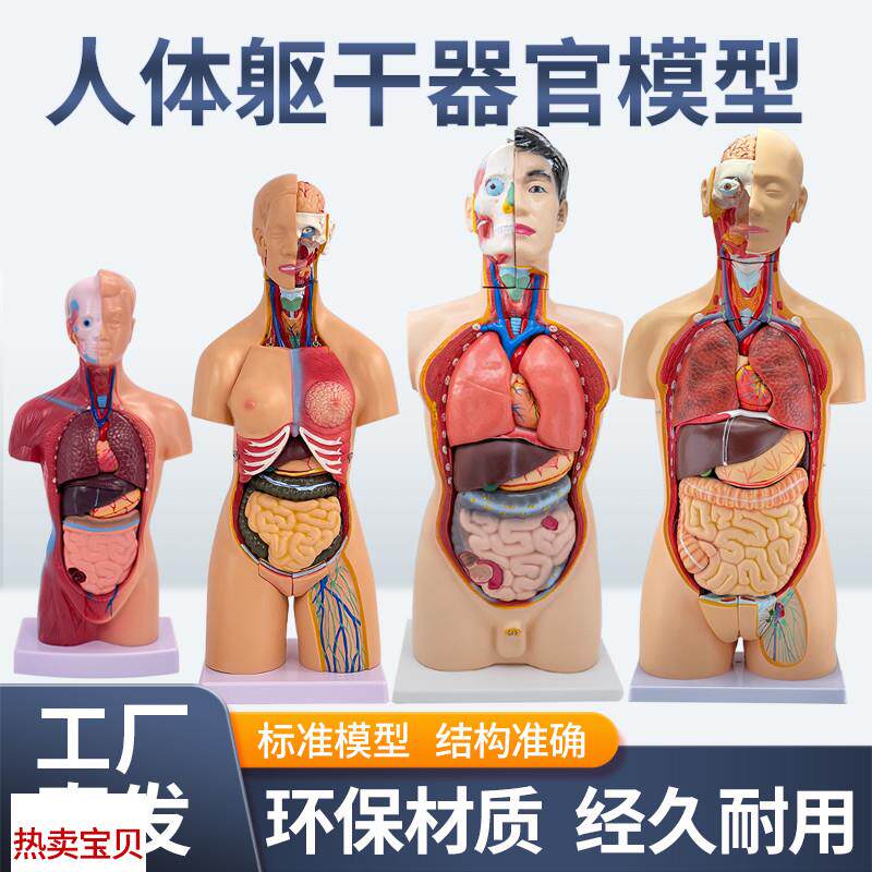 45CM医学内脏人体器官结构躯干解剖模型心P脏构造儿童可拆装教学