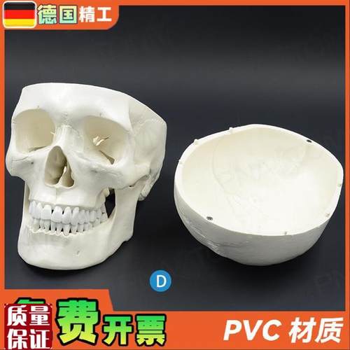 德国】1比1大人体头骨模型成人头F颅骨仿真骷髅头骨教学美术标