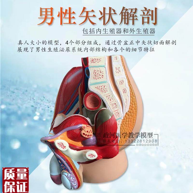 教学仿真女盆腔模型女性泌尿生殖系统标本正中矢V状切人体解剖模