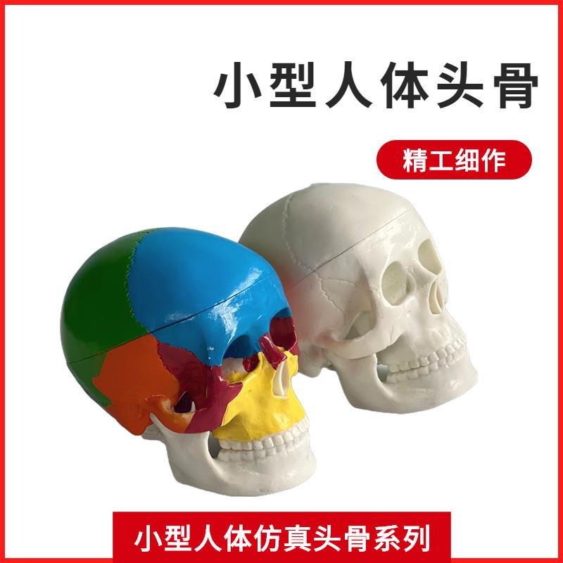 头骨模型人体头颅骨骼迷你u头骨可拆卸美术素描道具医学生教学模