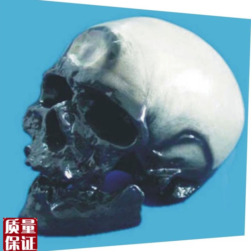 骷髅头(克罗门安人)头骨模型骨I骼骨架教学模型医用教