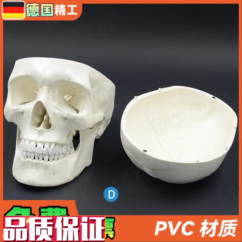 德国】1比1f大人体头骨模型成人头颅骨仿真骷髅头骨教学美术标本