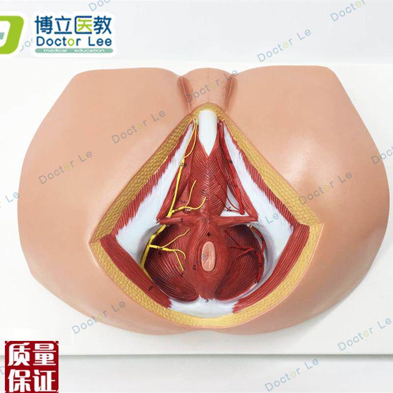 女性会阴模型会阴解剖模型解剖模型人体骨骼模型女W性生殖私密模