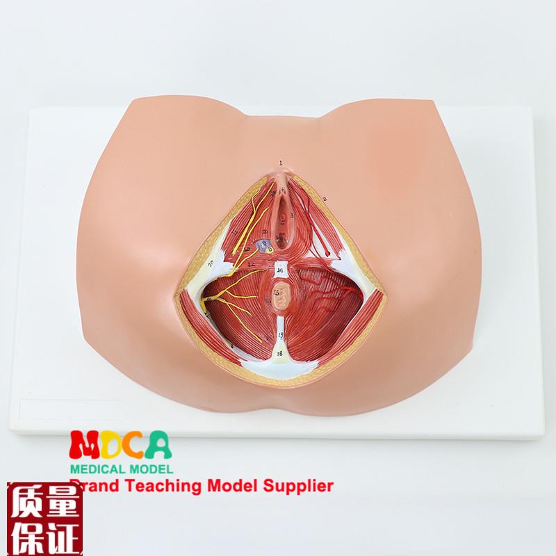 生殖泌尿肛肠科神经肌肉妇科女性会阴解剖模型医学教学MM.NXT00