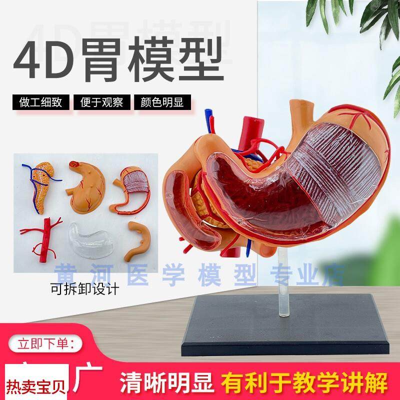 胃模型胃解剖模型拼装模w型人体解剖模型益智模型器官模型