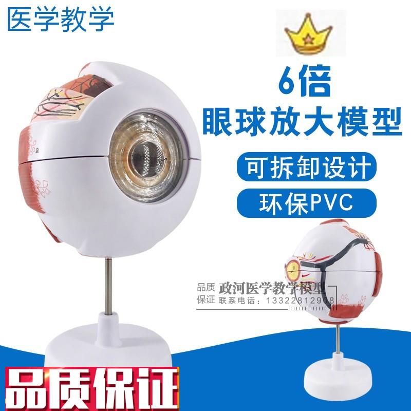 人体眼球解剖模型眼球模型眼睛解F剖学感觉器五官科眼科包邮