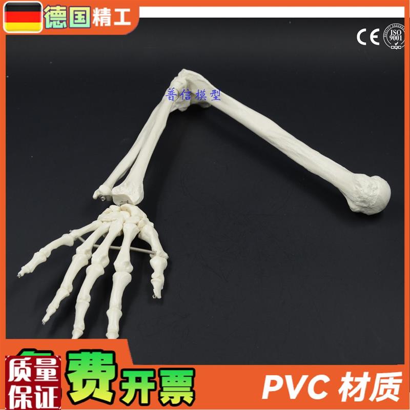 德国】人体骨骼上肢骨q成人手臂肱骨尺桡骨1比1手骨模型可弯