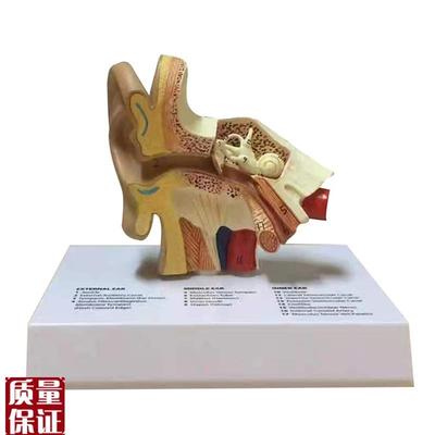 人耳构造解剖模型耳模型外耳朵听觉系统J听力耳蜗内耳教学厂家直