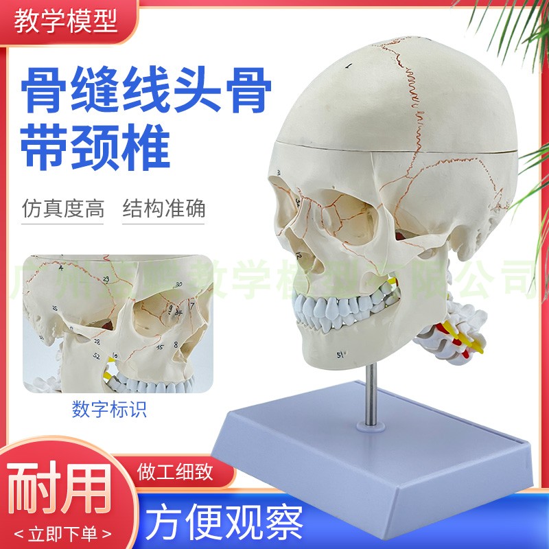 头颅骨模型骷髅头标本 医学仿真骷D髅人头骨解剖 骨缝线数字标识