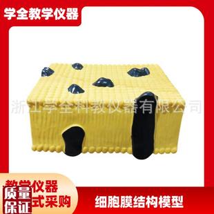 细胞膜结构模型初高中生物实验器材教学O仪器模型结构教学仪