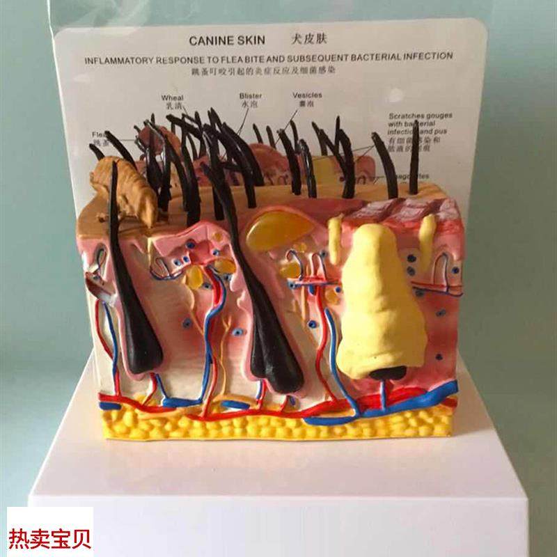病态狗皮肤e解剖模型动物皮肤教学教仪犬科教学宠物模型畜牧