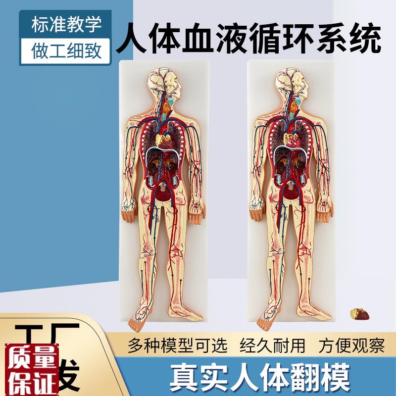 人体血液循环系统模m型全身内脏器官解剖教学教具心脏血管演示模