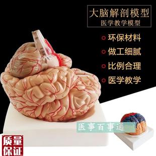 人体大型脑解剖模型人u类脑模型脑血管脑神经自然大人脑模