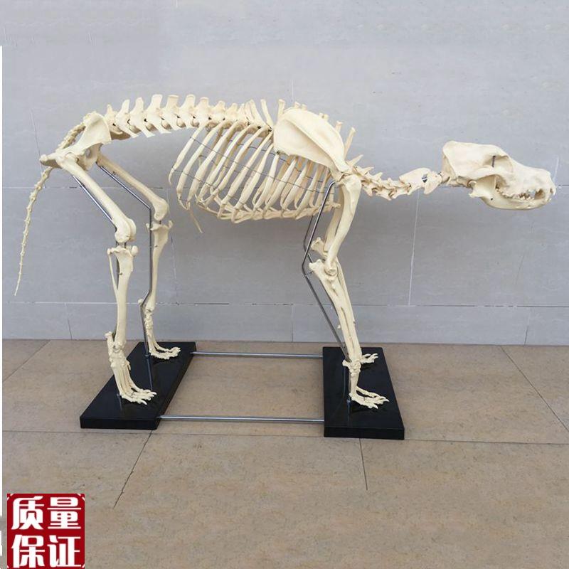 大型狗骨骼模型仿真塑胶犬骨架宠物E狗骨标本动物成年塑料假骨关