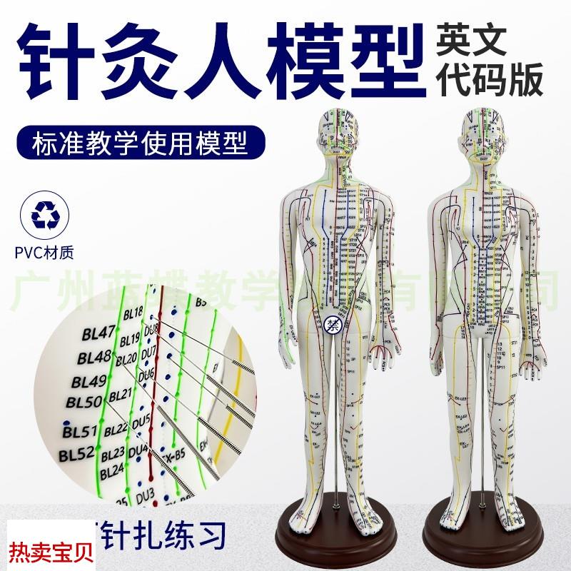 英文代码针d灸穴位人体模型英文版可扎针中医穴位经络推拿按摩