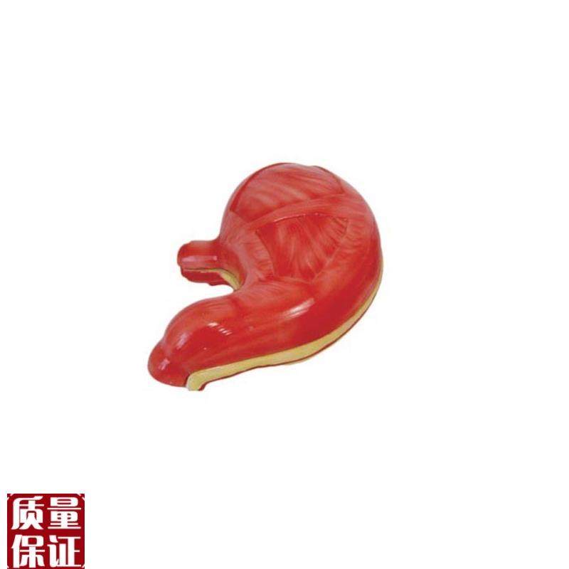 胃解剖模型医.学用人体标