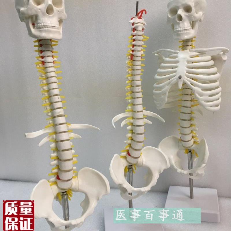 人体脊柱模具脊椎骨颈椎模型胸椎结构腰椎Q间盘关节玩具骨头骨