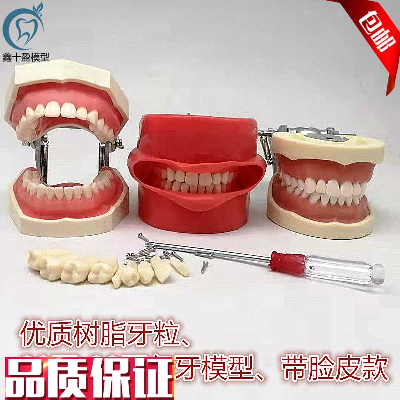 牙科标准备牙模型n牙粒全口可拆换牙软硅胶牙龈有牙缝头模